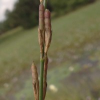 Alysicarpus bupleurifolius (L.) DC.